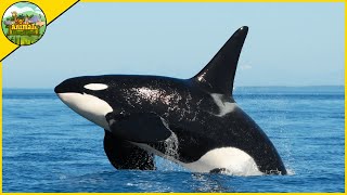 5 Amazing Facts About Killer Whales (Orcas)