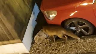 Two Male Foxes Fighting Over A Vixen (under our car at 5am)