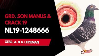 🇳🇱 NL19-1248666 | WINNER 16, 23, 40 PRIZES | GRD. SON MANUS & CRACK 19 | 💰SOLD OUT: ৳ 58,500.00