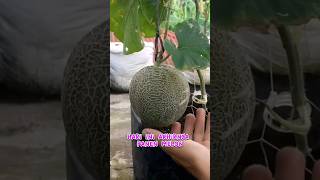 Panen Melon Di Atap Rumah #short #panen #panenbuah #tanaman #melon #buahmelon