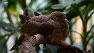 17 chicks hatch at London Zoo’s walkthrough aviary