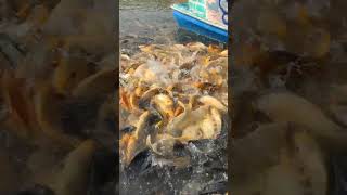 Fish Feeding in Farm Ponds #fishing #14