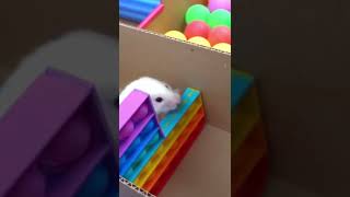 Cute hamster 🐹 maze obstacle course