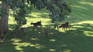 Waikoloa Goats