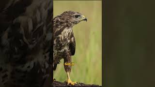 Random Facts About Falcon Part 2  #animals #creaturesfacts