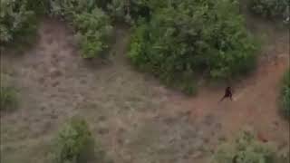 Drone Camera captures Bandit running away after an attack