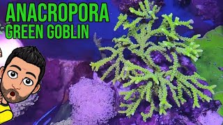 Anacropora Goblin - Crecimiento rápido y sustitución en acuario