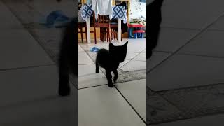 the black panther kitten plays Happy 1