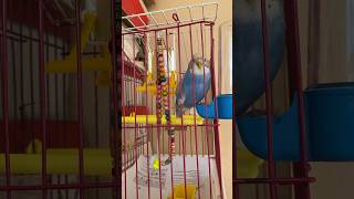 Cicikuşun sıcak havalarda verdiği tepki. #keşfet #funnyclips #music #parrot #funnymoments #edit