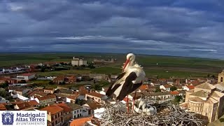 Nido de cigüeñas en Madrigal de las Altas Torrres (Ávila)