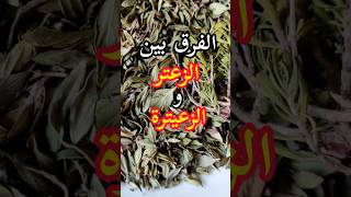 الفرق بين الزعتر والزعيترة(الزعتر البري)/Difference between Oregano and Thyme#shorts