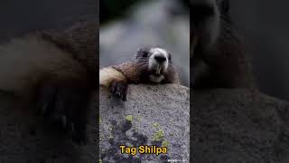 Shilpa re। funny comedy video। #funny #funnyvideo #hasirvideo #views_viral_video_subscribers_grow