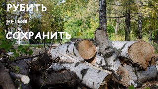 Рубить нельзя сохранить: деревья в городе