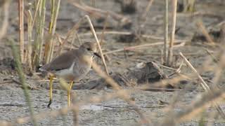 White Tailed Lapwing