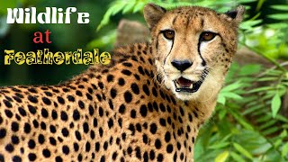 Wildlife at Featherdale Wildlife Park ❤️💚🩵💛😿🐶👌👍💙💜❤️, Real Animals with Real Animal Sounds #subscribe