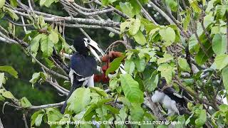 Oriental Pied Hornbill @ Chiu S C DSCN2265