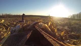 NY Late season goose hunt 2016