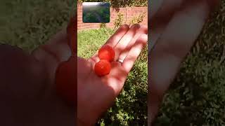 Diferença de um pé de acerola clonado, enxertado e um pé comum . ( P.01 )🍒🇧🇷🍒