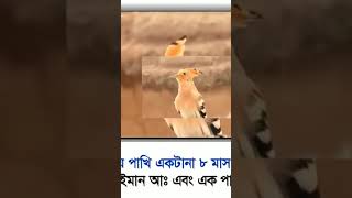 পাখি_নিয়া_আলোচনা।_মিজানুর_রহমান_আজহারী waz