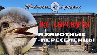 Сыроварня и животные-беженцы в Зеленом Гае