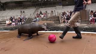 Saint Louis Zoo Sea Lions LOVE St. Louis CITY SC