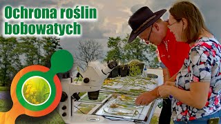 🌱Ochrona bobowatych - popularyzacja roślin strączkowych