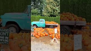 Pumpkin Batch @ Willow View Farms #Shorts