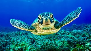 Barbados Adventure: Swimming with Sea Turtles in Barbados 4k