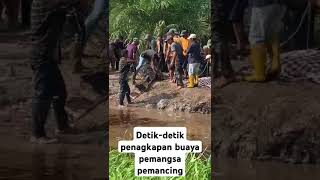 Detik-detik penangkapan buaya pemangsa pemancing