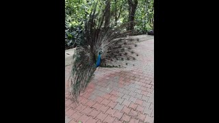 Jalan-Jalan mengenal burung di Taman Burung KL... #tamanburung #birdpark #peacock #owls #kenalburung