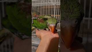 Птенец александрийского попугая #говорящийпопугай #parrot #birds #animals #memes #funny