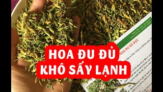 Hoa Đu Đủ Khô Sấy Lạnh Giúp Điều Trị Ung Thư Phổi