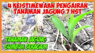 4 KEISTIMEWAAN MENGAIRI/MERAWAT TANAMAN JAGUNG 7 HST||4 ADVANTAGES OF TREATING CORN 7 HST