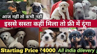 Cheapest Dog Market in India ! 2024 New Prices of all dog Breeds