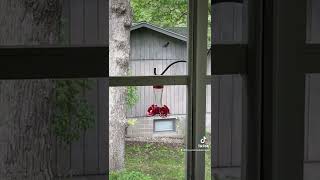 Adorable hummingbirds battle