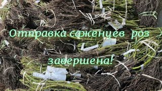 Отправка саженцев  роз завершена! Питомник растений Е. Иващенко