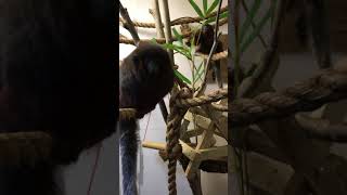 Pichiku the Titi Monkey is growing up strong!