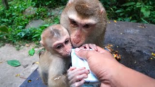 Baby monkey Lucie is very hungry & we give fruit and some milk