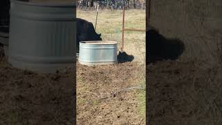 Just another workday on the farm. Dad is here to help today. #farmlife #homestead #angus