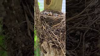 Day 8 - Baby Robins In The Nest #robin #babybird #birdwatching #birds #bird #robinnest