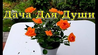 Купили КОМНАТНУЮ  РОЗУ - срочно  в САД!🌹🌹🌹