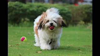 Shih Tzu   Top 10 Interesting Facts 2