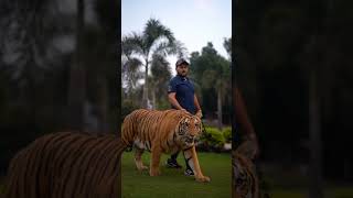 Beautiful Bengal Tiger Loves to Walk in chain | Nouman Hassan