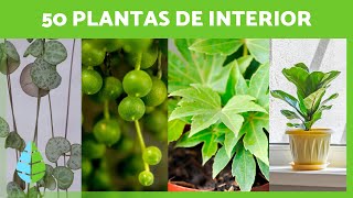 50 PLANTAS DE INTERIOR Resistentes e Fáceis de Cuidar 🌵🌼 (Nomes e Cuidados)