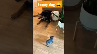 Rottweiler Gets A Tiny Puppy And Has The Most Surprising Reaction#shorts #shortvideo #youtubeshorts