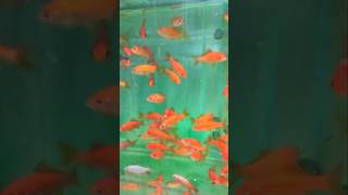 KOI MIX #koi #goldfish #aquarium #vlog #youtube #subscribe #youtubeshorts #short #shorts #fish #like