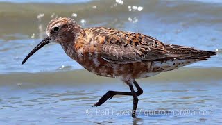 Piovanello comune - Curlew Sandpiper (Calidris ferruginea)