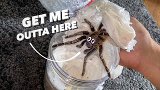 Tarantula Unboxing ~ NOT HAPPY her BUTT was FILMED !!!