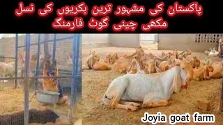 joyia goat farm bahawalpur