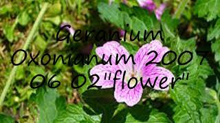 How to pronounce Geranium Oxonianum 2007 06 02"flower" in Latin?